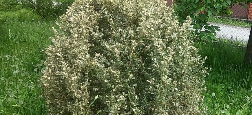 Хтось об’їдає самшит: захист вашої рослини від шкідників