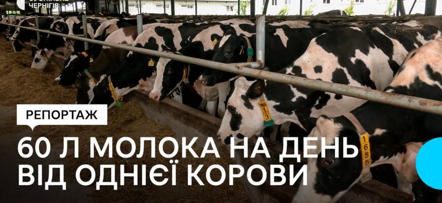 Яка порода корів здатна давати до 60 літрів молока щодня?