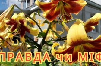 Загадка кольору: Чому лілії змінюють забарвлення у вашому саду?