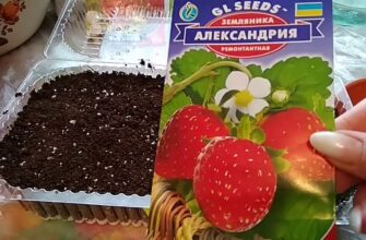 Як правильно та ефективно посіяти насіння ремонтантної полуниці?