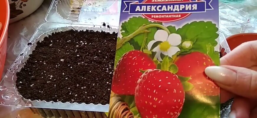 Як правильно та ефективно посіяти насіння ремонтантної полуниці?