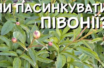Чи варто пасинкувати півонії: поради та рекомендації для садівників