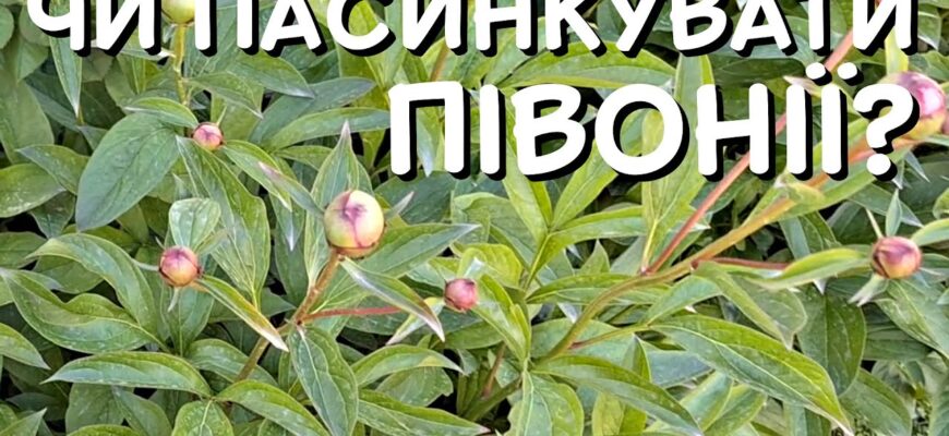 Чи варто пасинкувати півонії: поради та рекомендації для садівників