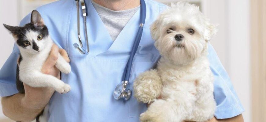 Ветеринарна допомога: важливість своєчасного лікування тварин