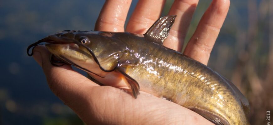 Канадський сомик: Чи можна їсти? Розбираємо безпеку споживання
