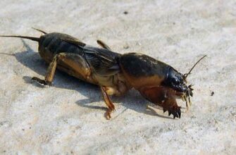 Як ефективно зберегти медведку для успішної риболовлі: поради та трюки