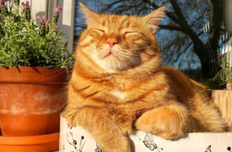 Рудий кіт уві сні: тлумачення сновидінь про рудих котів за сонниками