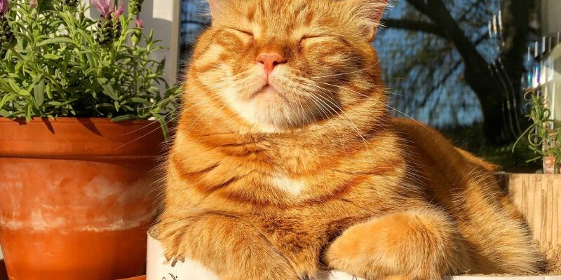 Рудий кіт уві сні: тлумачення сновидінь про рудих котів за сонниками