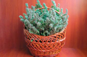 Найкращий час для збирання та сушки меліси на ароматний чай