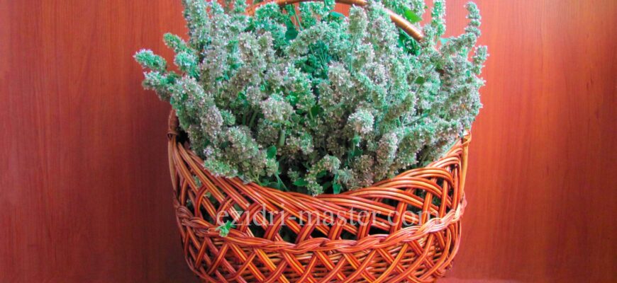 Найкращий час для збирання та сушки меліси на ароматний чай