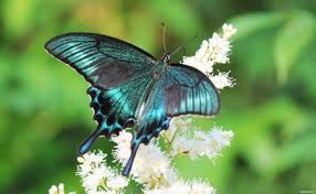 Захоплення метеликами: Як називаються люди, які їх колекціонують?