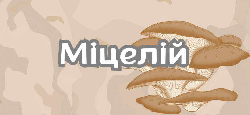 Що таке міцелій у жінок: розуміння та вплив на здоров’я