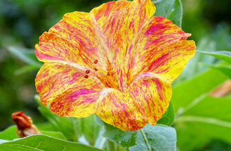 Дізнайтеся, як називаються найпопулярніші квіти, що цвітуть вночі