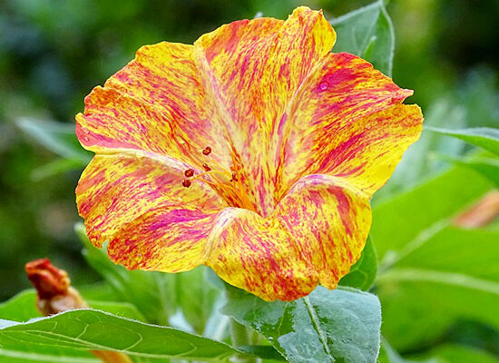 Дізнайтеся, як називаються найпопулярніші квіти, що цвітуть вночі