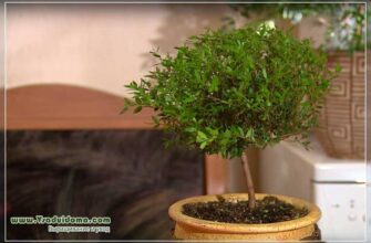 Чим корисний мирт у вашому будинку: властивості та переваги рослини