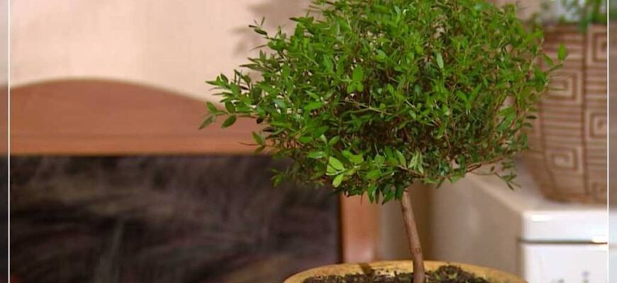 Чим корисний мирт у вашому будинку: властивості та переваги рослини
