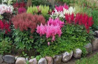 Топ-10 тіньолюбних квітів для вашого саду: кращі варіанти для тіні