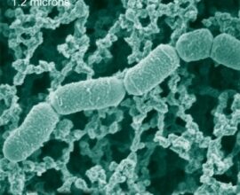 Молочнокислі бактерії: основні сфери використання та користь для здоров’я