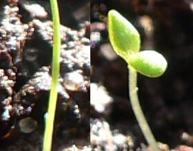 Визначте, як називається проросток: термінологія та цікаві факти