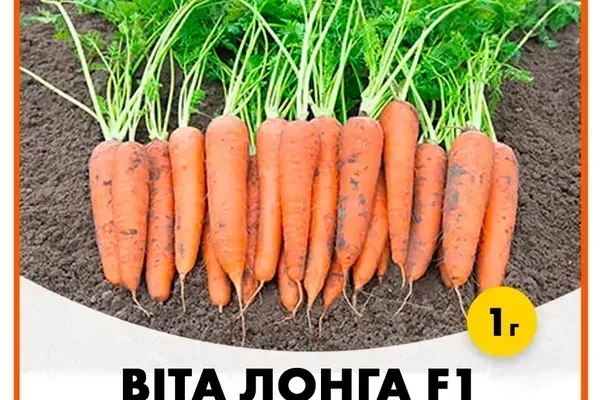 Обираємо найкраще: як правильно вибрати насіння моркви для вашого саду