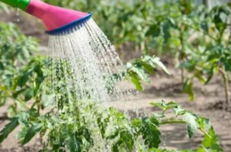 Чи можна використовувати воду зі свердловини для поливу помідорів?