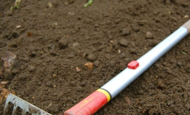 Покрокова підготовка ґрунту для посадки айстр: поради та рекомендації