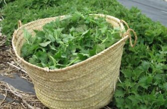 Чи ефективно використовувати кропиву для мульчування огірків?