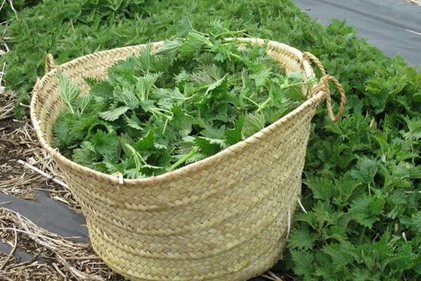 Чи ефективно використовувати кропиву для мульчування огірків?