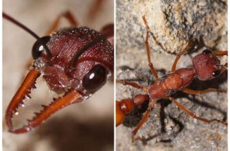 Найнебезпечніша мураха у світі: яка загроза чатує на людину?
