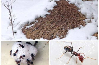 Де сплять мурахи взимку: місця зимівлі та адаптація до холоду
