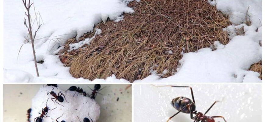 Де сплять мурахи взимку: місця зимівлі та адаптація до холоду