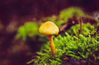 Чи можна їсти квашені огірки при високому холестерині: поради дієтолога