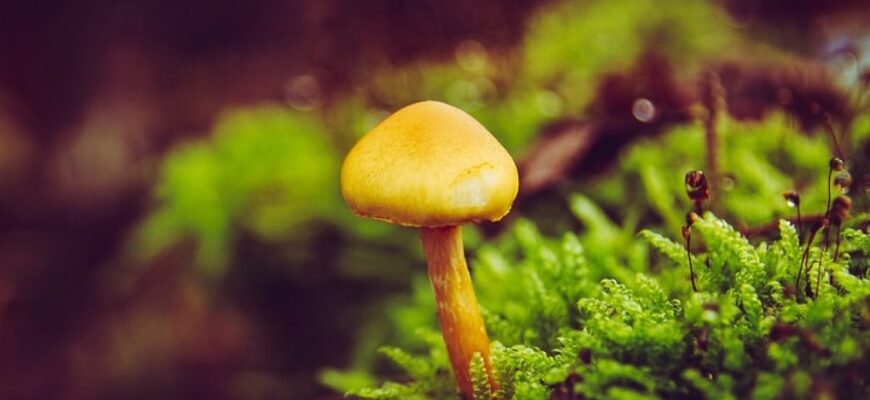 Чи можна їсти квашені огірки при високому холестерині: поради дієтолога