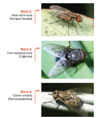 Що народжує муха: від яєць до дорослої особини, повний цикл життя