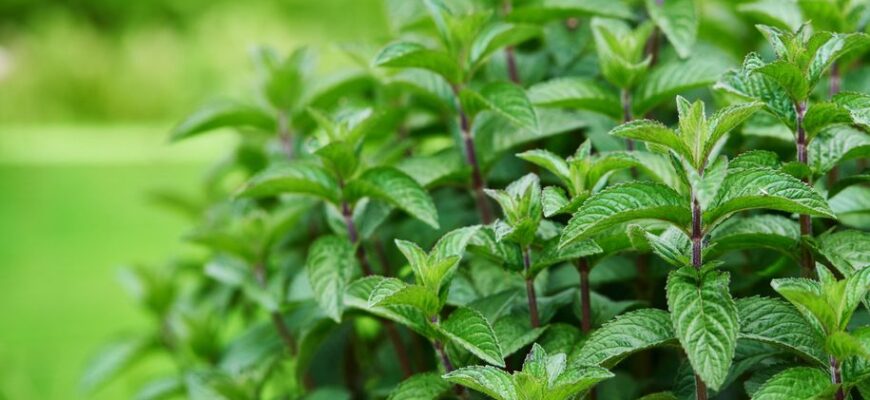 Візуальні ознаки та особливості отруйної м’яти: як розпізнати небезпеку