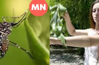 Ефективні засоби для обробки двору від мошок: поради та рекомендації