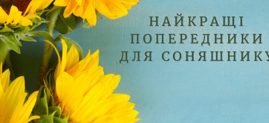 Що таке попередник у сільському господарстві: важливість і вплив