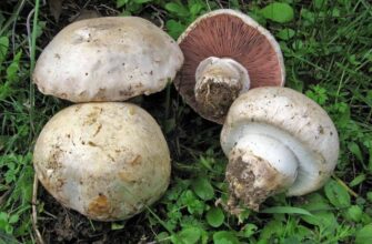 Які печериці не можна їсти: поради для безпечного збору грибів