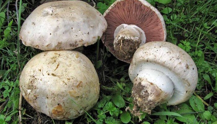 Які печериці не можна їсти: поради для безпечного збору грибів