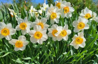 Найкраща пора для удобрення нарцисів: поради садівникам та експертам
