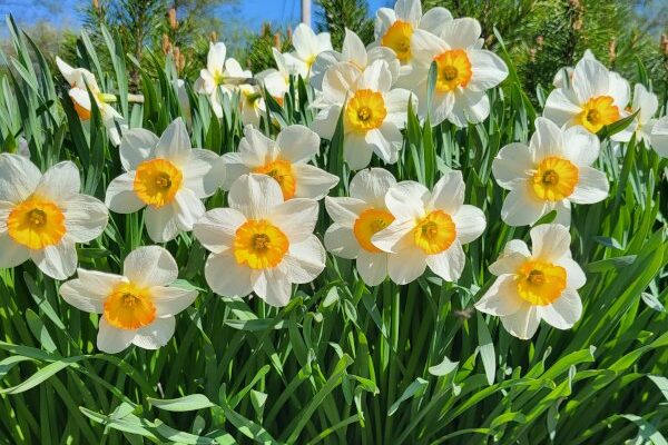 Найкраща пора для удобрення нарцисів: поради садівникам та експертам