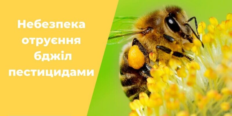 Загроза для бджіл: які пестициди становлять найбільшу небезпеку?