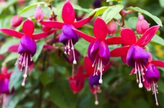 Як розмножити фуксію: ефективні методи і поради для квітникарів