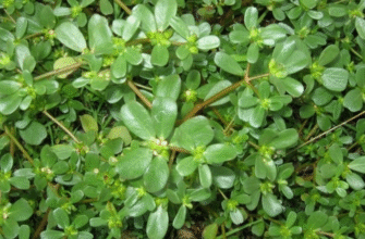 Які захворювання можна лікувати за допомогою трави портулак: огляд здібностей