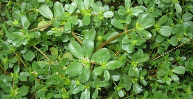 Які захворювання можна лікувати за допомогою трави портулак: огляд здібностей