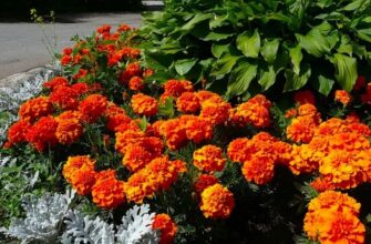 Чорнобривці та Тагетес: Основні відмінності та особливості вирощування