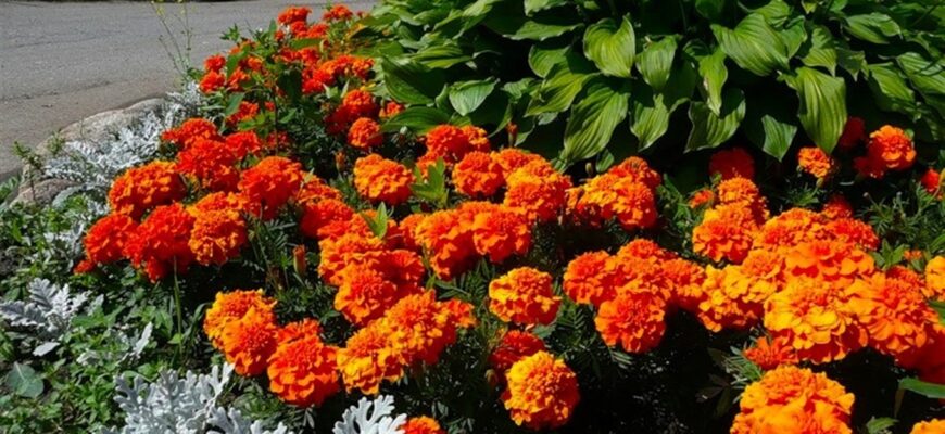 Чорнобривці та Тагетес: Основні відмінності та особливості вирощування