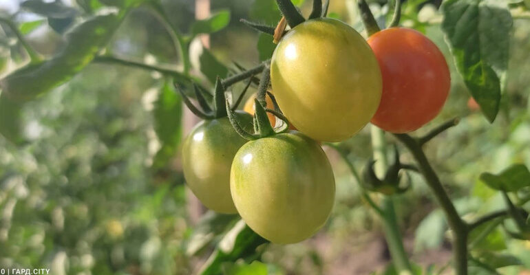 Як доглядати за помідорами в серпні: поради для багатого врожаю
