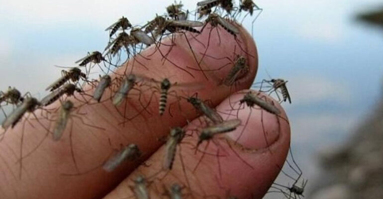 Ефективні засоби для захисту шкіри від комарів: натуральні рішення