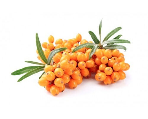 Чи безпечно заливати окропом заморожену обліпиху: ключові аспекти